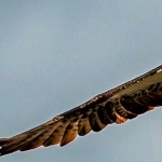 Balbuzard pêcheur